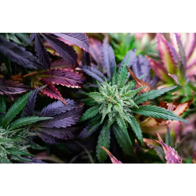 Top 10 Best Weed Strains to Grow at Discount Cannabis Seeds for Every Gardener.