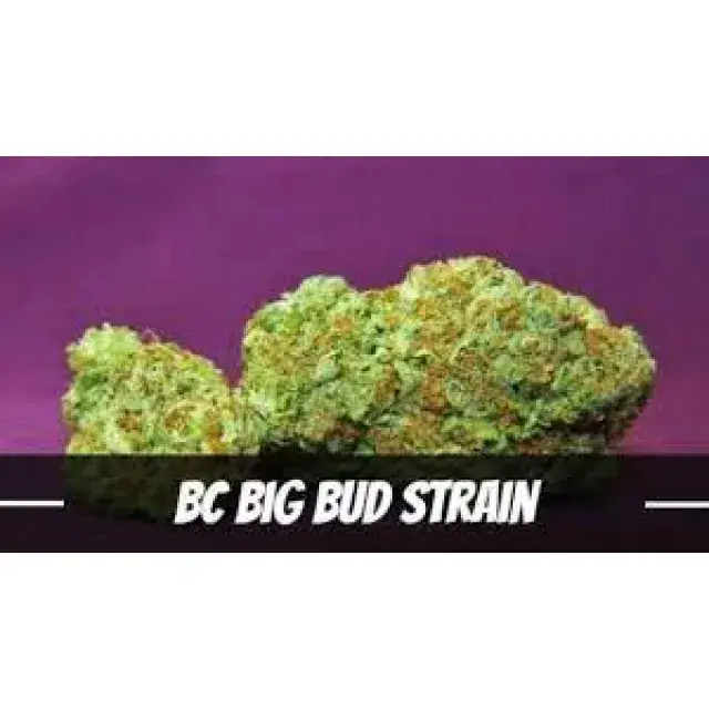 Die Vorteile und Herausforderungen von Big Bud-Cannabissamen erkunden.