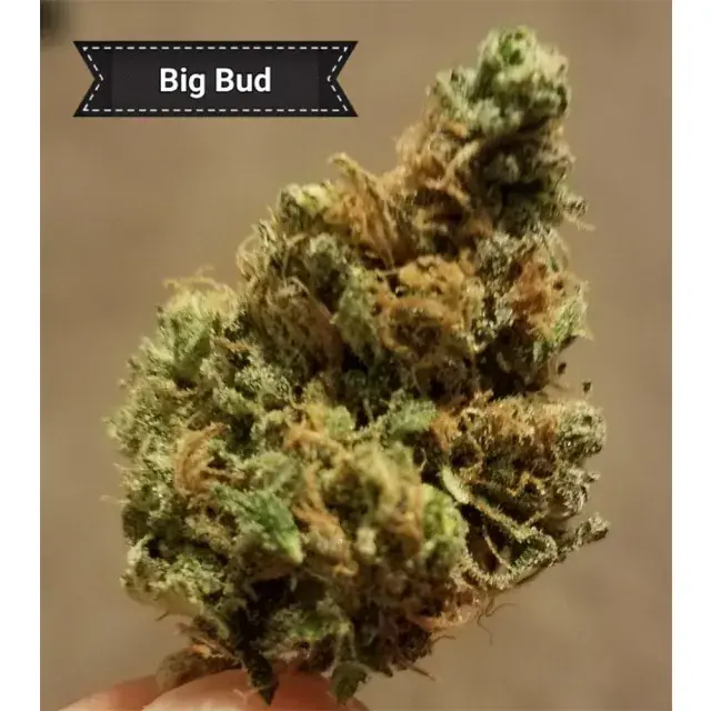 Why Big Bud Cannabis Seeds Are Still a Yield Favourite