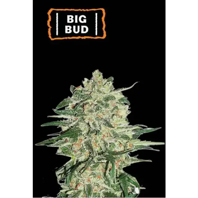 The Genetics of Big Bud Cannabis Seeds.