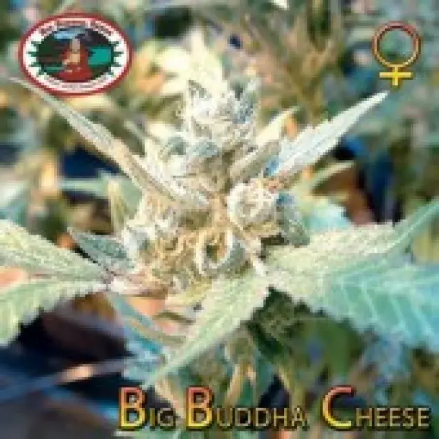 Big Buddha Cheese Feminised Cannabis Seeds