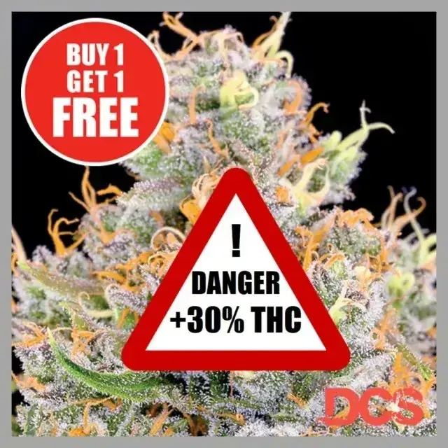 The Future Cannabis Seeds – Our Highest THC Cannabis Seed Strain.