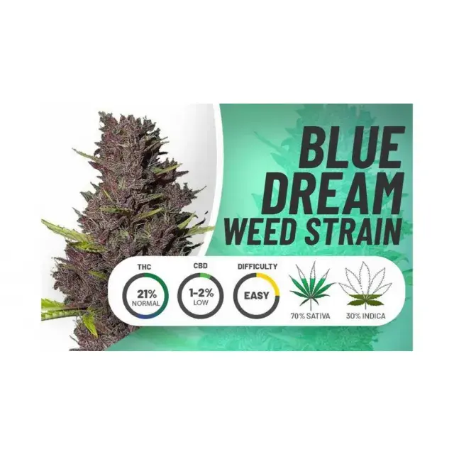 How to Order Blue Dream Cannabis Seeds from Discount Cannabis Seeds.
