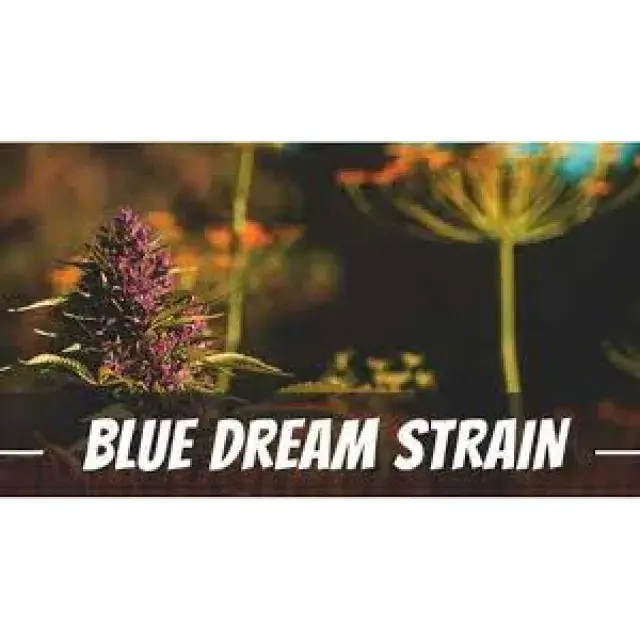 Unlocking the Secrets: What Are Blue Dream Cannabis Seeds?