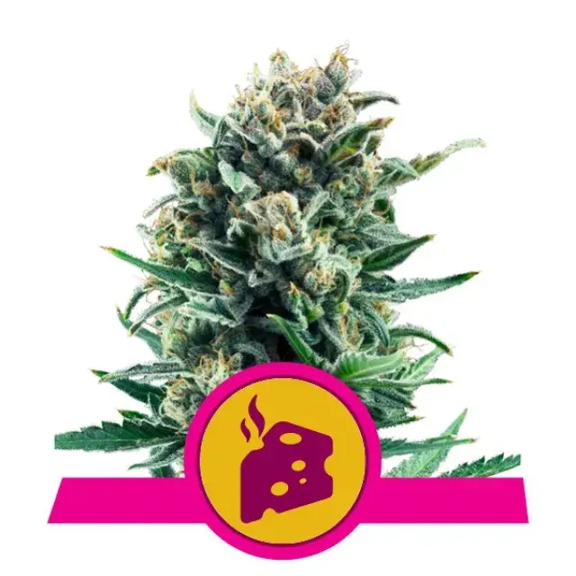 Tips and Tricks for Maximising Potency of Blue Cheese Cannabis Seeds.