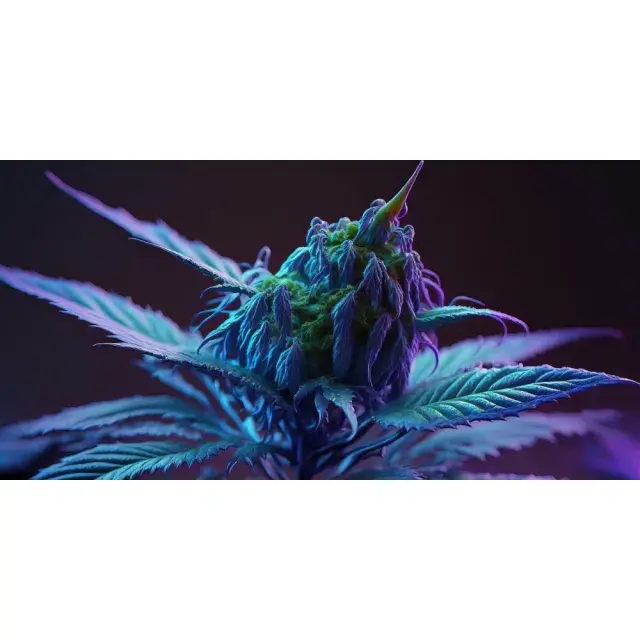 Blue Dream Cannabis Seeds: Balance, Stability, and UK Performance
