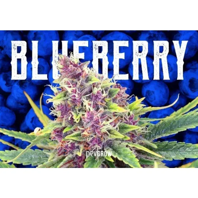 Discover What Growers are Saying about Blueberry Cannabis Seeds.