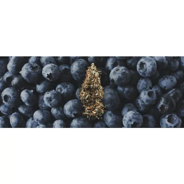 Uncovering the Advantages of Blueberry Cannabis Seeds.