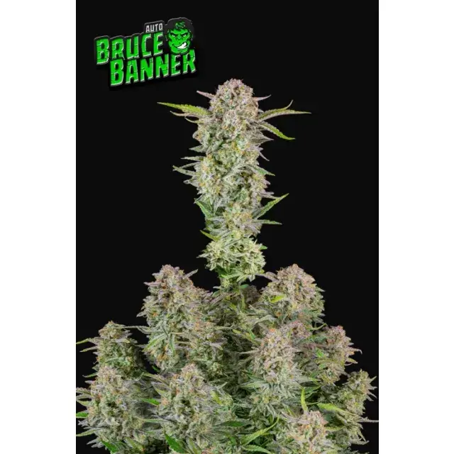 Save Big on Bruce Banner Cannabis Seeds Strains The Best Deals