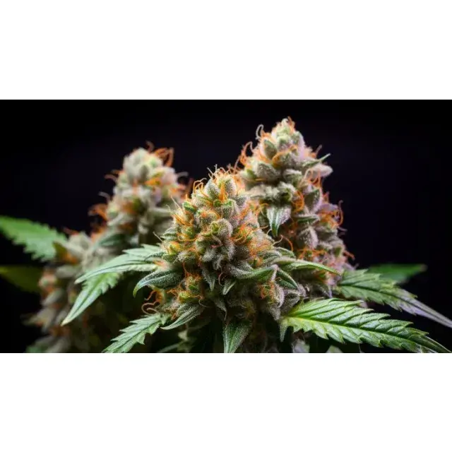 Bruce Banner Feminised Cannabis Seeds: Expert Tips and Effects from Discount Cannabis Seeds.