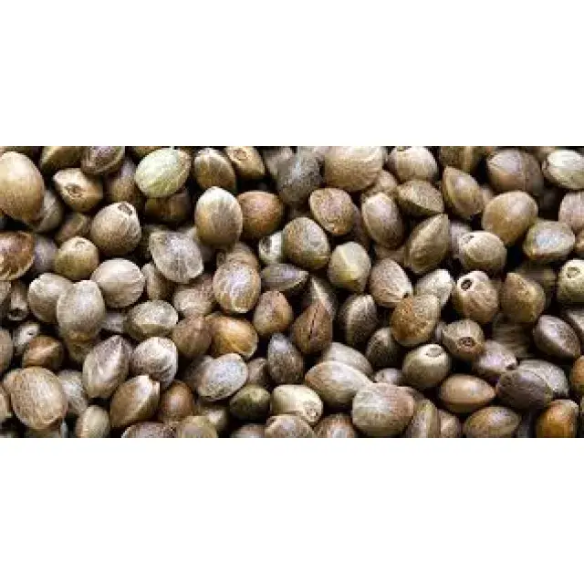 Cannabis Seeds - How To Get Cannabis Seeds.