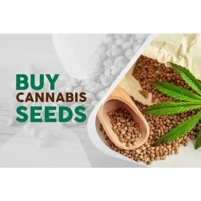 From Seed to Savings: How Discount Seeds Can Help You Grow
