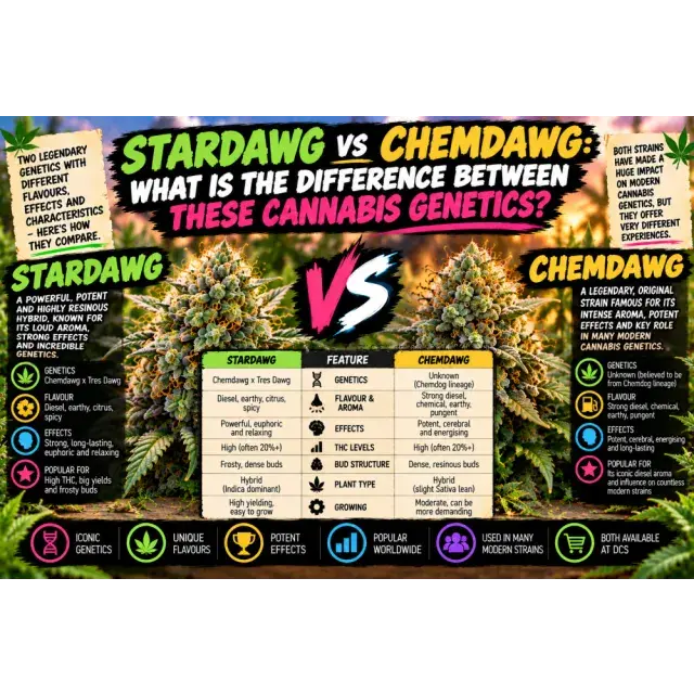 Cannabis Seeds: Stardawg vs Chemdawg: What Is the Difference Between These Cannabis Genetics?