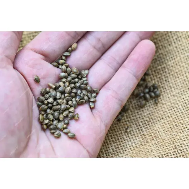 Cannabis Seeds Varieties Explore Discount Cannabis Seeds Collection