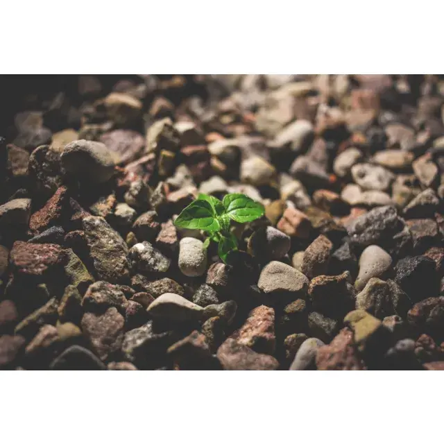 Unveiling the Best Discount Cannabis Seeds for Growers in 2024