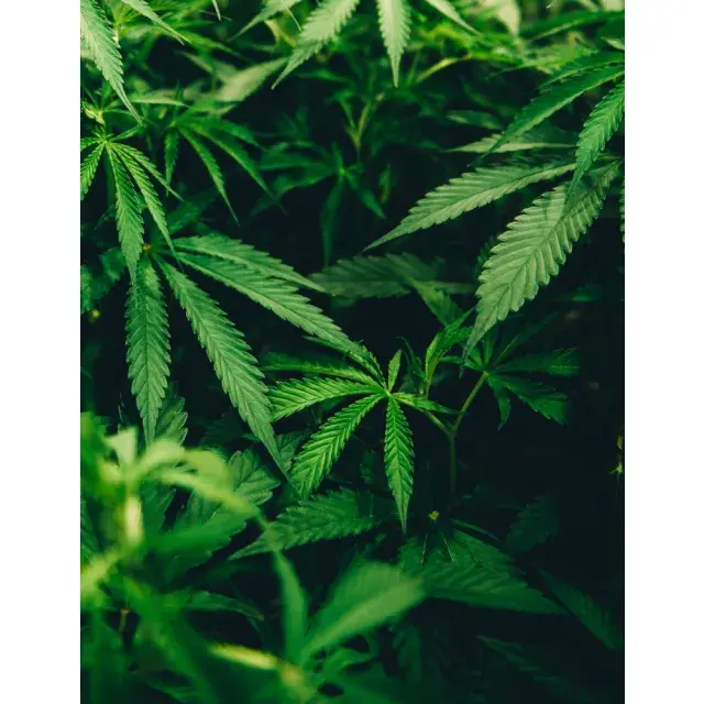  Experience Superior Quality with Our Own Cannabis Seeds for Sale