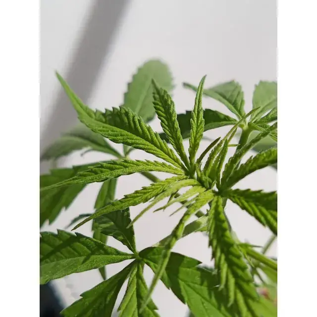 Discount Cannabis Seeds are Essential for Every Thrifty Grower