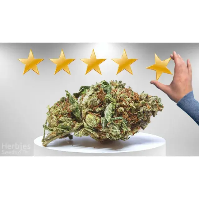 The Benefits of Purchasing Cannabis Cup-Winning Cannabis Seeds