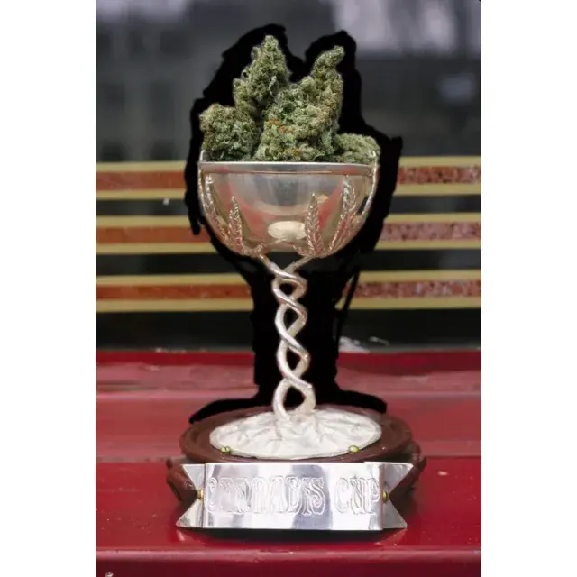 Power of Customer Reviews: Cannabis Cup-Winning Cannabis Seeds
