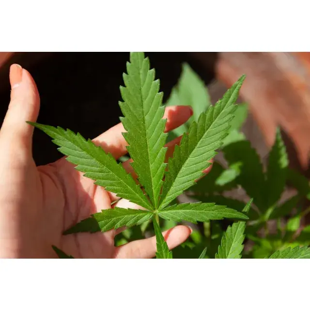 Cannabis Harvest with Discount Cannabis Seeds: Buy 5, Get 5 Free!