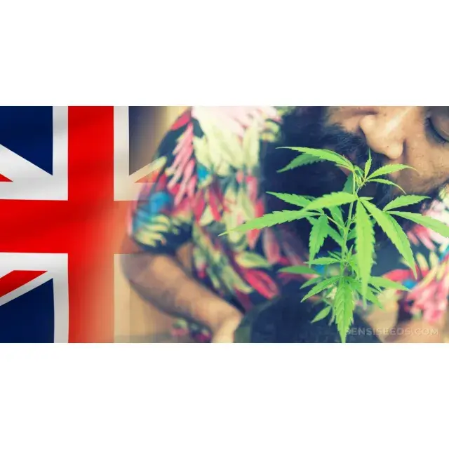 How to Choose the Best Cannabis Seeds for Your UK Garden.