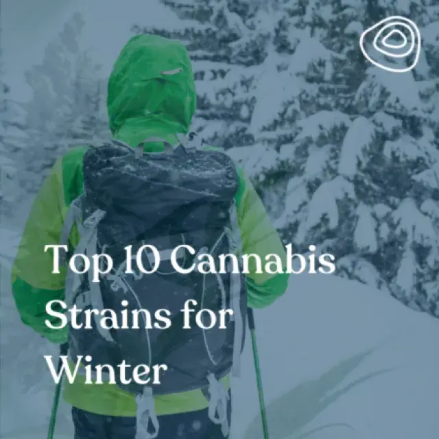 Proven Cannabis Seeds Germination Tips for Winter Indoor Growing.
