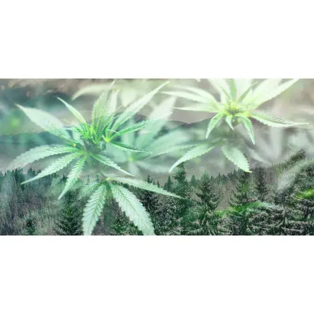 Cannabis Seeds from Discount Cannabis Seeds This Winter.