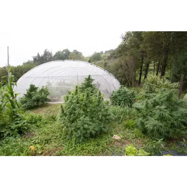 Unlock Big Savings on Quality Cannabis Seeds with Our Promotions.