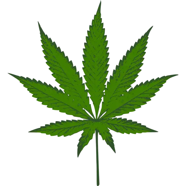 Embrace the Festive Spirit with Sativa Cannabis Seeds.