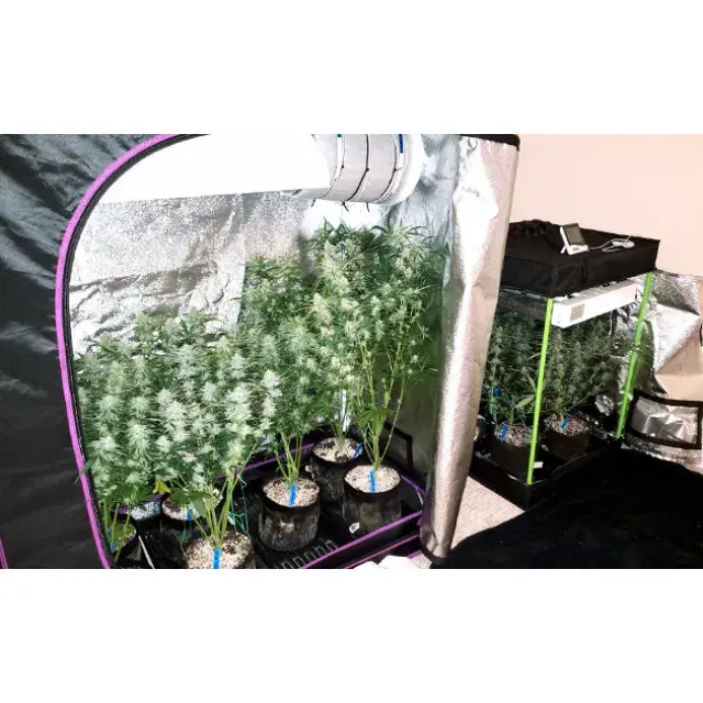 Best Cannabis Seeds for Small Grow Tents (Complete UK Growers Guide).