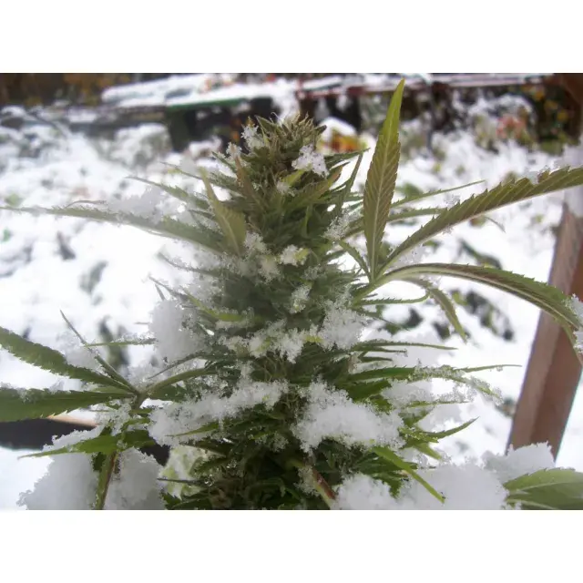Top Winter Cannabis Seeds Offered by Discount Cannabis Seeds.