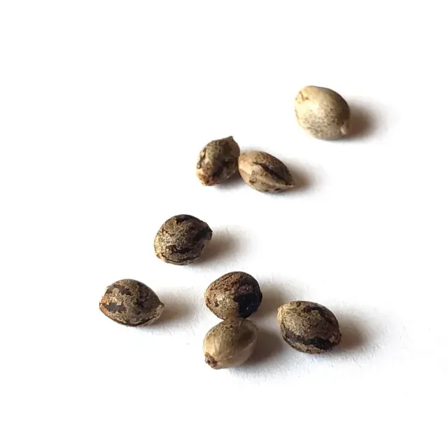 Why Some Cannabis Seeds Perform Better Under LED Lighting Than Others.