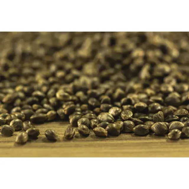 Why Some Cannabis Seeds Are More Resistant to Nutrient Burn.