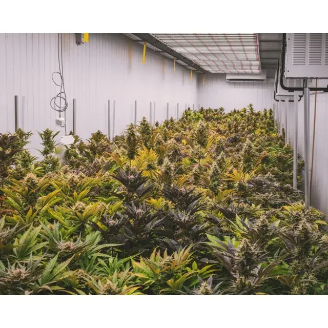 Samen verwandeln: Von 1 Pfund zu einem Pfund – Der Weg von Growern, die mit günstigen Cannabissamen riesige Ernten erzielen.