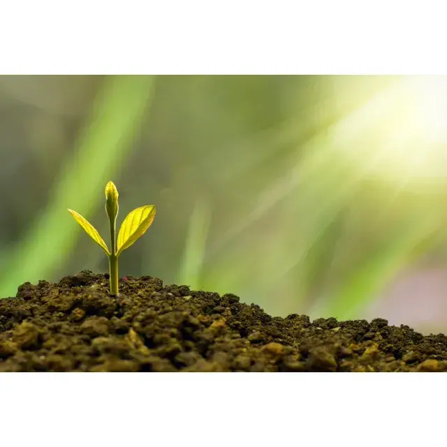 Cannabis Seeds and Risk Reduction: Why Genetics Matter More Than Ever