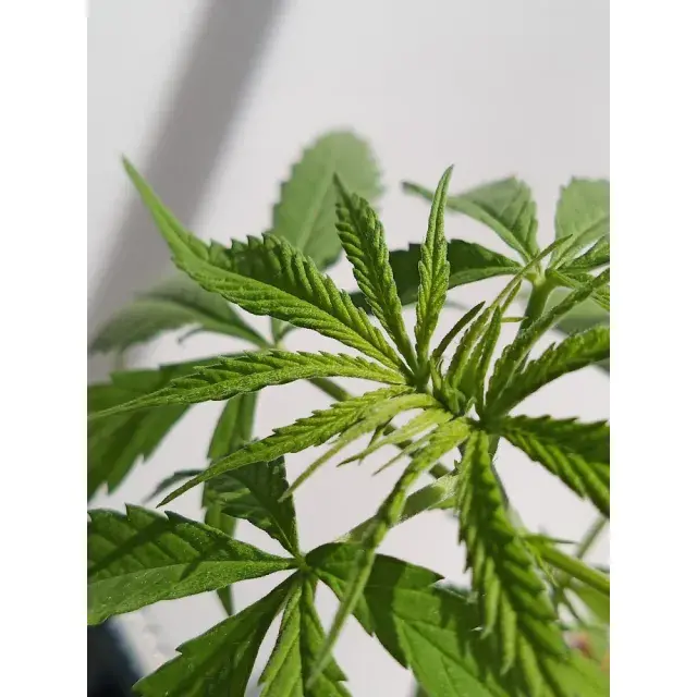 The Top UK Cannabis Seeds Strains Predicted to Dominate 2026.