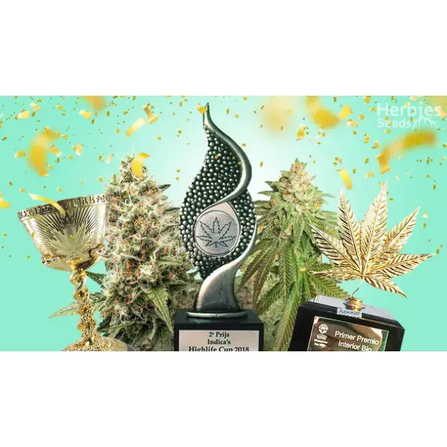Best Award-Winning Cannabis Seeds Strains from the Cannabis Cup at Discount Cannabis Seeds.