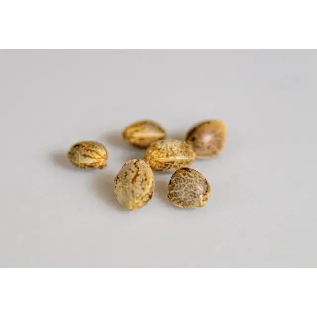 Cannabis Seeds: Why Some Growers Succeed With Anything.