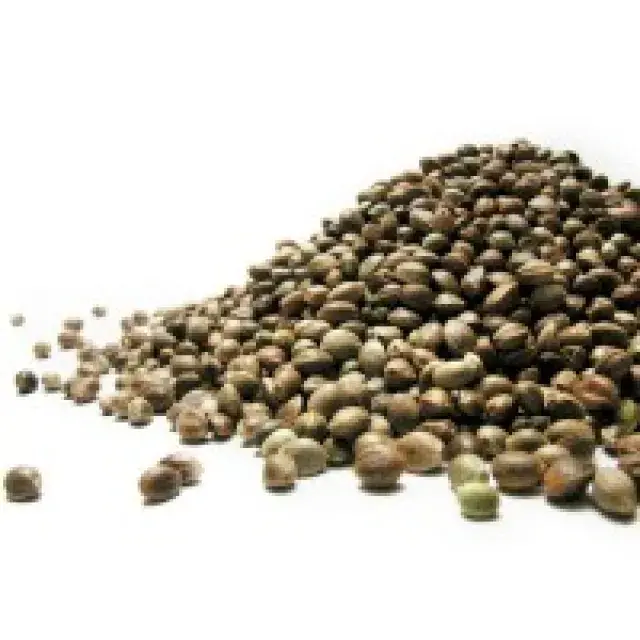 The Ultimate Guide to Buying Cannabis Seeds - Discount Cannabis Seeds