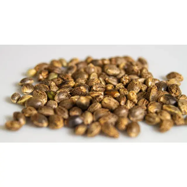 Discover the Exciting May Promotions at Discount Cannabis Seeds: Your Ultimate Introduction.