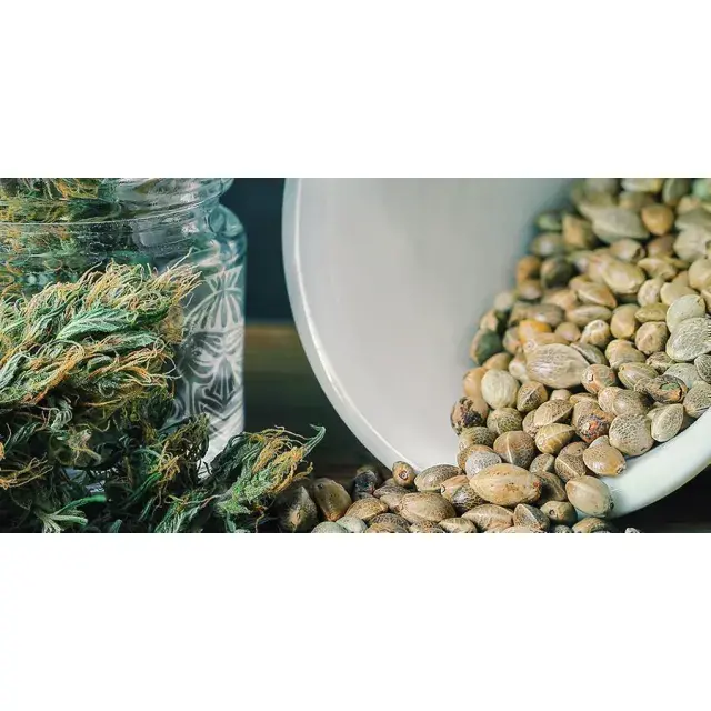 The Best Cannabis Seeds for Fast Results at Discount Cannabis Seeds.