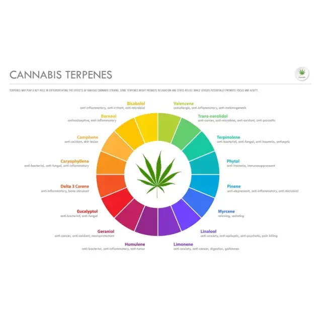 Mastering the Art: How to Choose Cannabis Seeds Based on Terpene Profiles at Discount Cannabis Seeds.