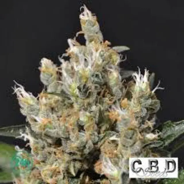 CBD Cannabis Seeds: Insights from Discount Cannabis Seeds