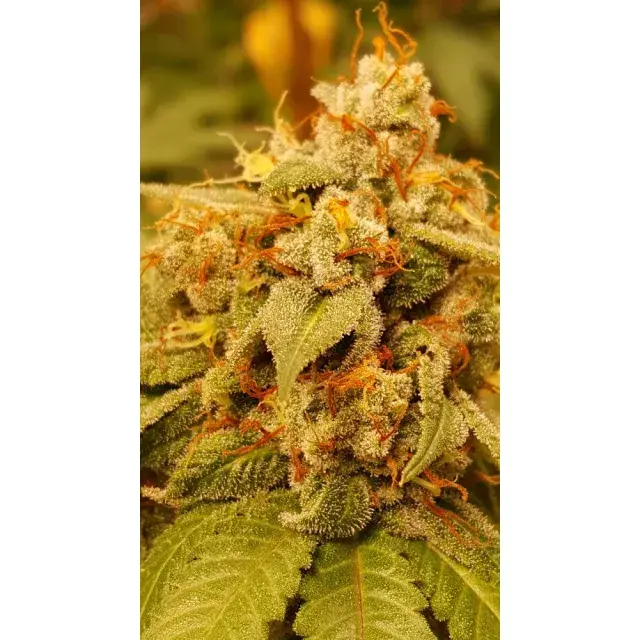 The Best Cheese Cannabis Seed Strains at Discount Cannabis Seeds.