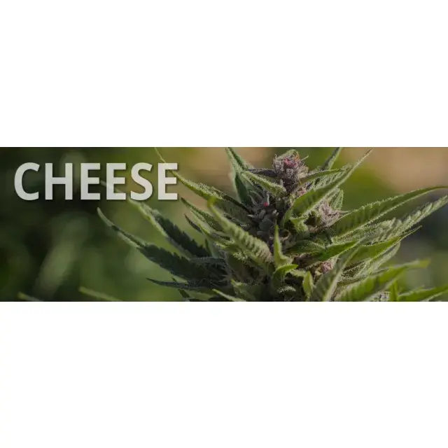 Cannabis Seeds - Top 3 Cheese Review DCS.