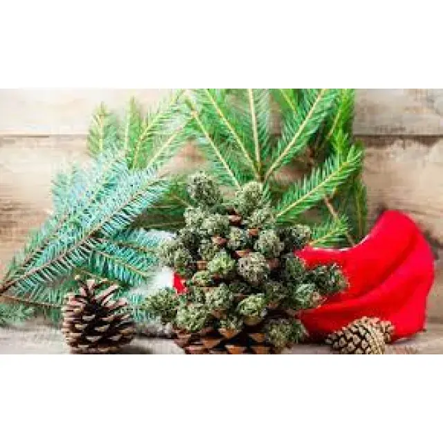 Top 10 Cannabis Seeds Gift Ideas for Christmas .
