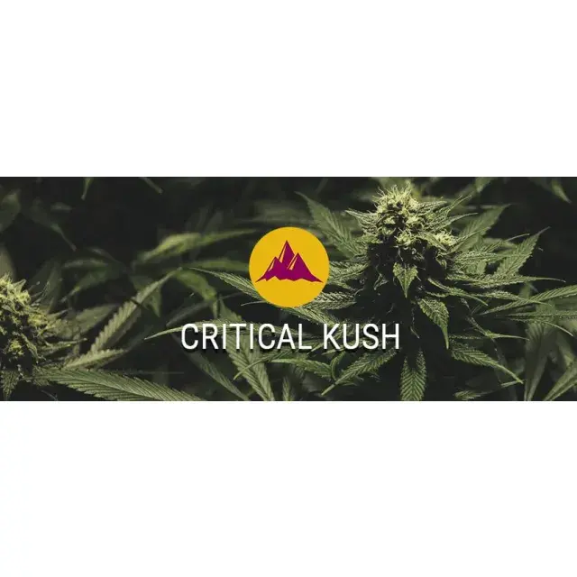 How Critical Cannabis Seeds are Revolutionising Medical Marijuana.