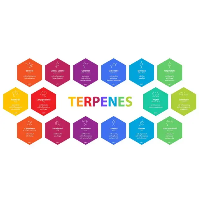 Cannabis Seeds: Terpene Spotlight on Strains That Delight.