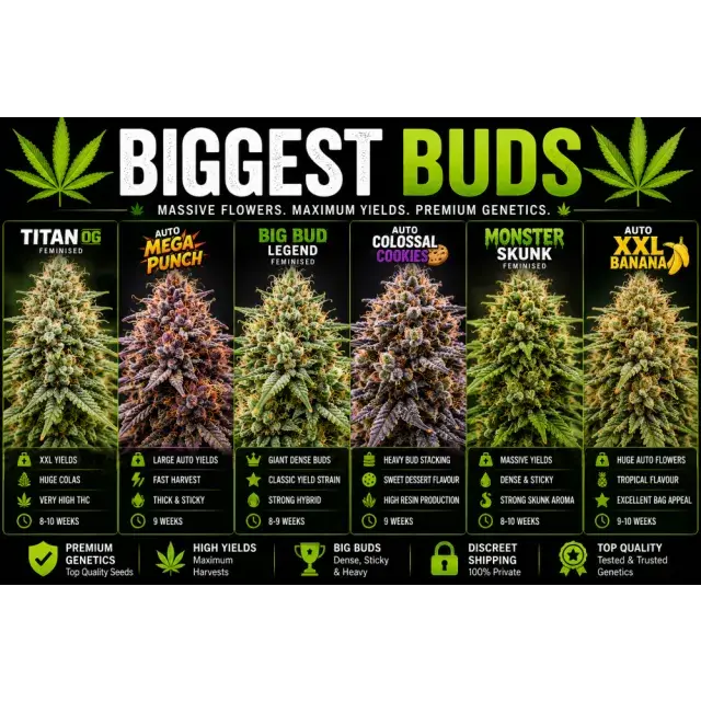 Cannabis Seeds: Which Cannabis Seeds Produce the Biggest Buds?
