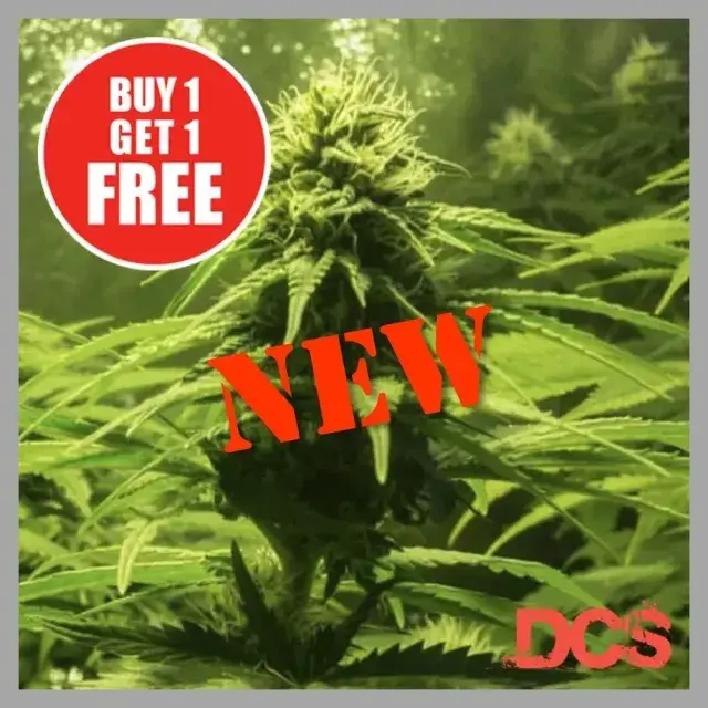 The Bulk Strain – Buying and Growing The Bulk Cannabis Seeds.